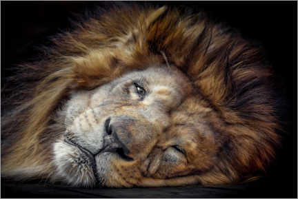 Canvas print  Lion King - Bettina Dittmann