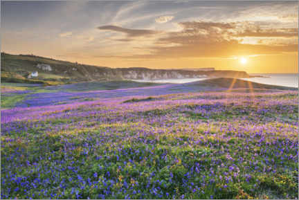 Foam board print  Sea of flowers on the coast of Ireland at sunset - The Wandering Soul