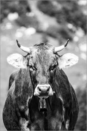 Poster Allgäu cow with horns