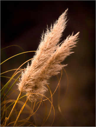 Poster  Reed grass - Denis Feiner