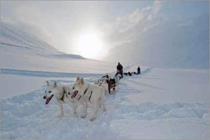 Canvas print  Dog sledding with Alaskan Huskies - Kerstin Langenberger