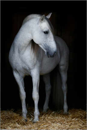 Wall sticker  Andalusian stallion - Hans Kuczka