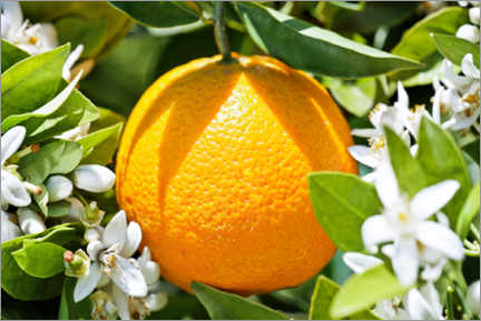 Poster Orange with orange blossom