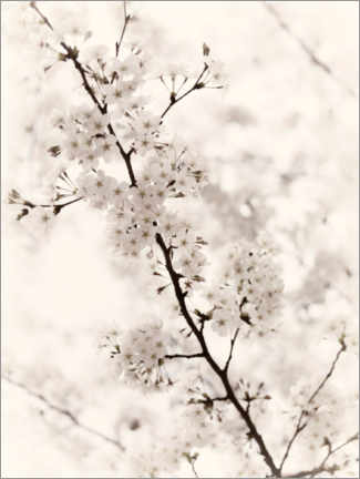 Aluminium print  Japanese cherry blossoms - Maxim Images
