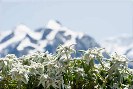 Aluminium print  Edelweiss in front of snow-capped mountains - Daniel Schoenen