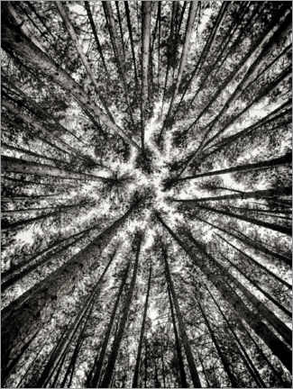 Wood print  Tall pines - Maxim Images