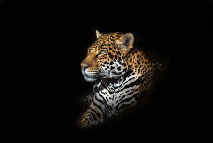 Wall sticker  Jaguar portrait - Richard Reames