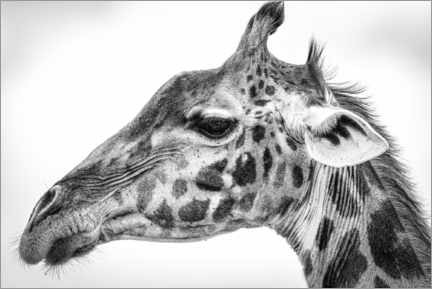 Poster Maasai giraffe