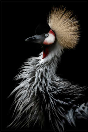 Acrylic print  Gray crowned crane - Eiji Itoyama