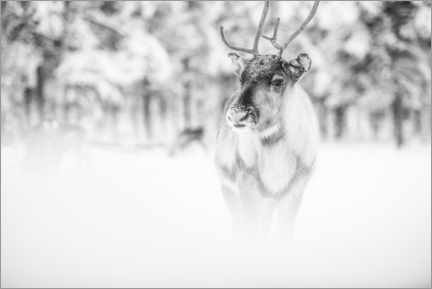 Poster Reindeer in Lapland