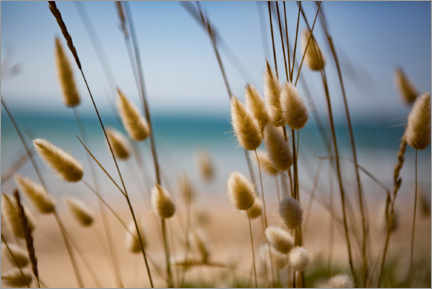 Poster Flowering grass in the dunes