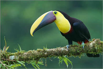 Poster Golden-throated toucan on a mossy branch