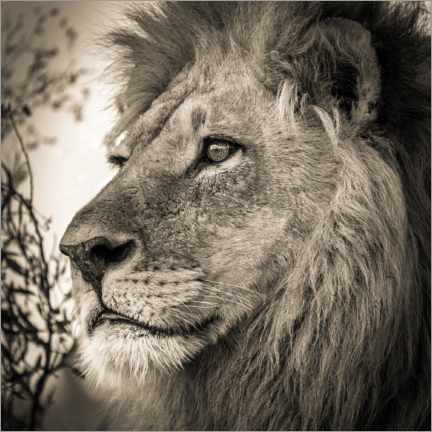 Poster Dreamy lion