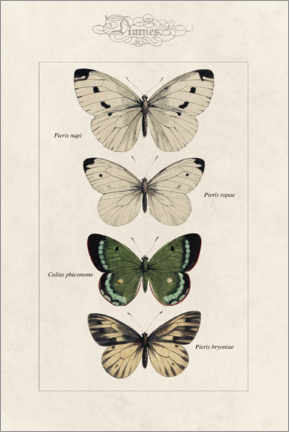 Acrylic print  Chart of butterflies - Alexis Nicolas Noel