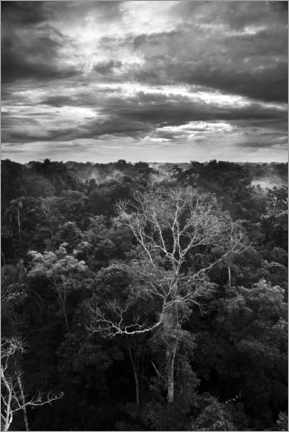 Poster Dramatic sky over the Amazon