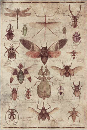 Poster Insects