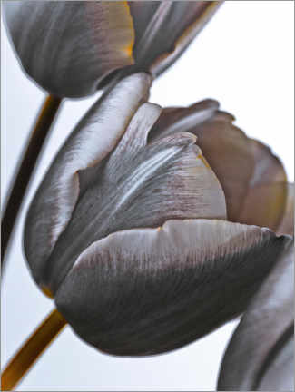 Poster Modern Tulips