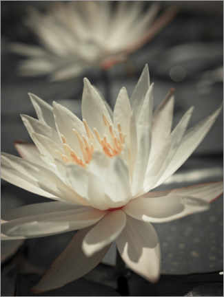 Poster Water Lilies I