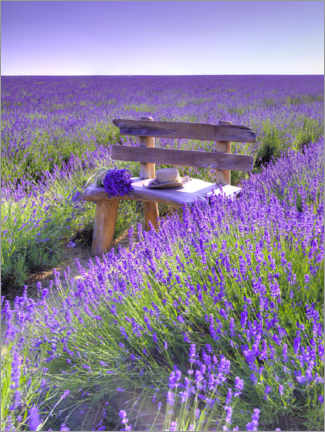 Poster A bench in the lavender field