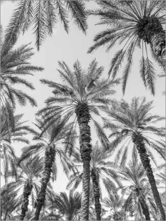 Aluminium print  Palm trees - Assaf Frank