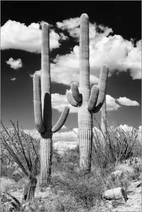 Canvas print  Black Arizona - Two Saguaro Cactus - Philippe HUGONNARD