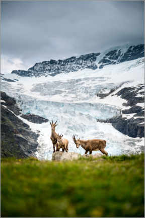 Canvas print  Ibex family in front of glacier in the Swiss Alps - Marcel Gross