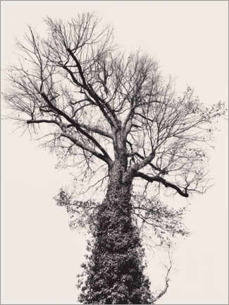 Poster The black tree