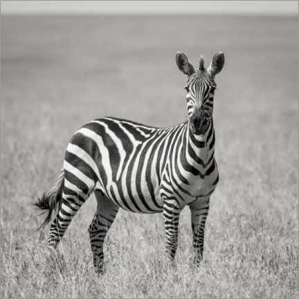Poster Lonely zebra