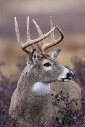 Poster White-tailed deer buck