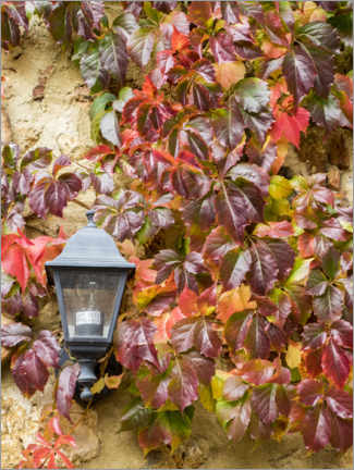 Gallery print  Climbing vine in autumn colors - Julie Eggers