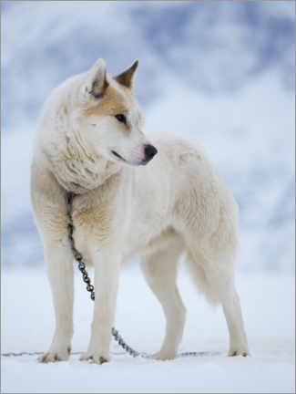 Wood print  Sled dog in winter - Martin Zwick