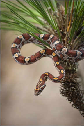 Wood print  Corn snake in long-leaved pine - Maresa Pryor