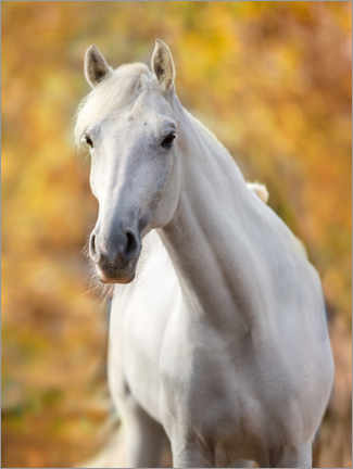 Poster White horse in autumn leaves