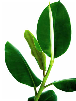 Poster Green Leaves VI