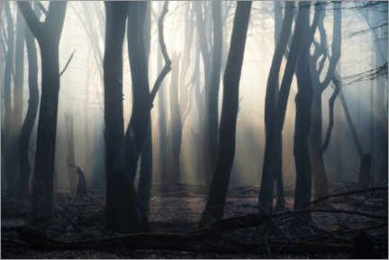 Poster Forest in the fog