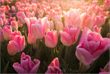 Poster Tulips at sunrise
