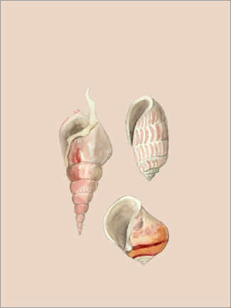Acrylic print  Shellfish - Mantika Studio