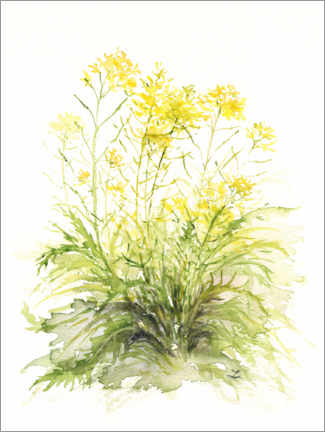 Poster Mustard Flowers