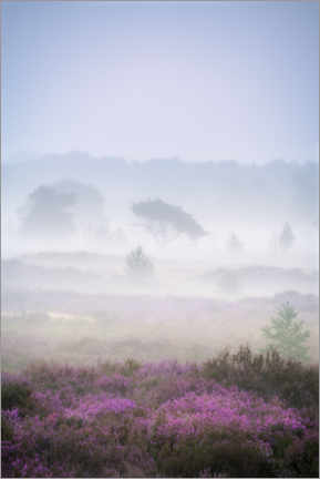 Canvas print  Purple heather on a foggy morning at the Kalmthoutse Heide - Jos Pannekoek