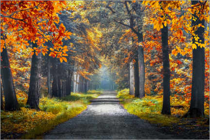 Gallery print  Autumn in Holland - Manjik Pictures