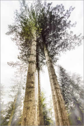 Poster Tall Trees
