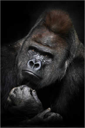 Wood print  Mighty male gorilla II - Mikhail Semenov