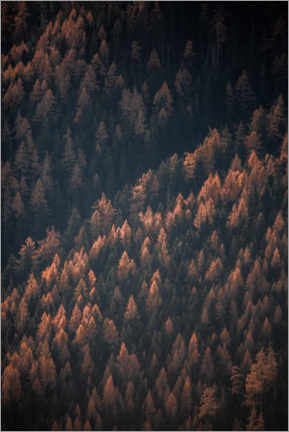 Poster Autumn Woods II