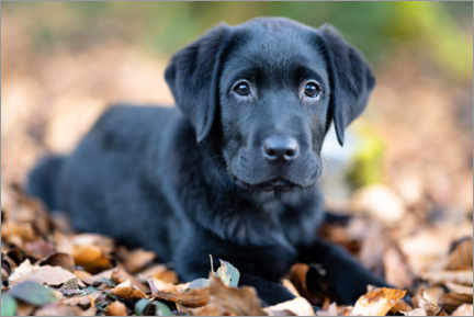 Poster Labrador Retreiver Puppy
