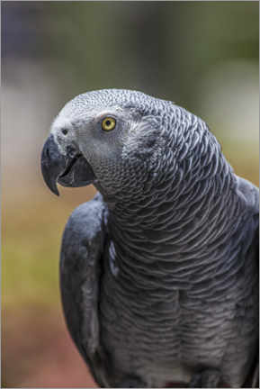 Poster African gray parrot