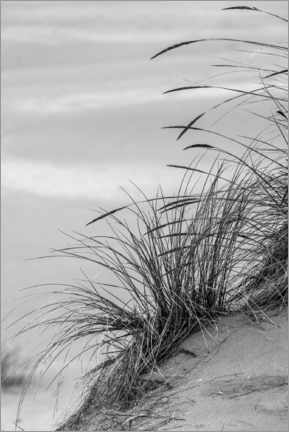 Poster Grasses in the dunes