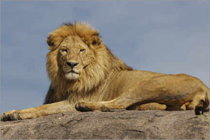Poster Resting lion