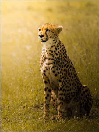 Wall sticker  Cheetah - Ahmed Sobhi
