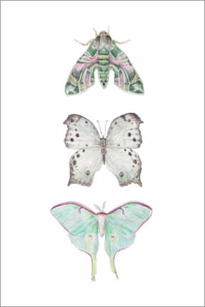Canvas print  Mint Moths and Butterflies - Wandering Laur