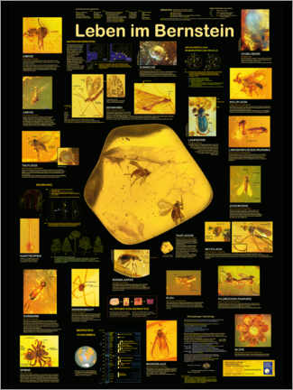 Foam board print  Life in Amber (German) - Planet Poster Editions